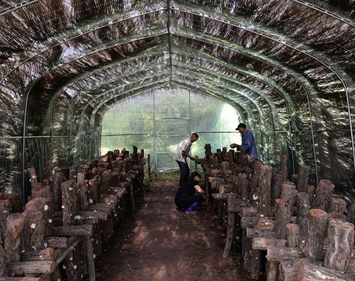 耳棚棚膜結(jié)構改造技術要點